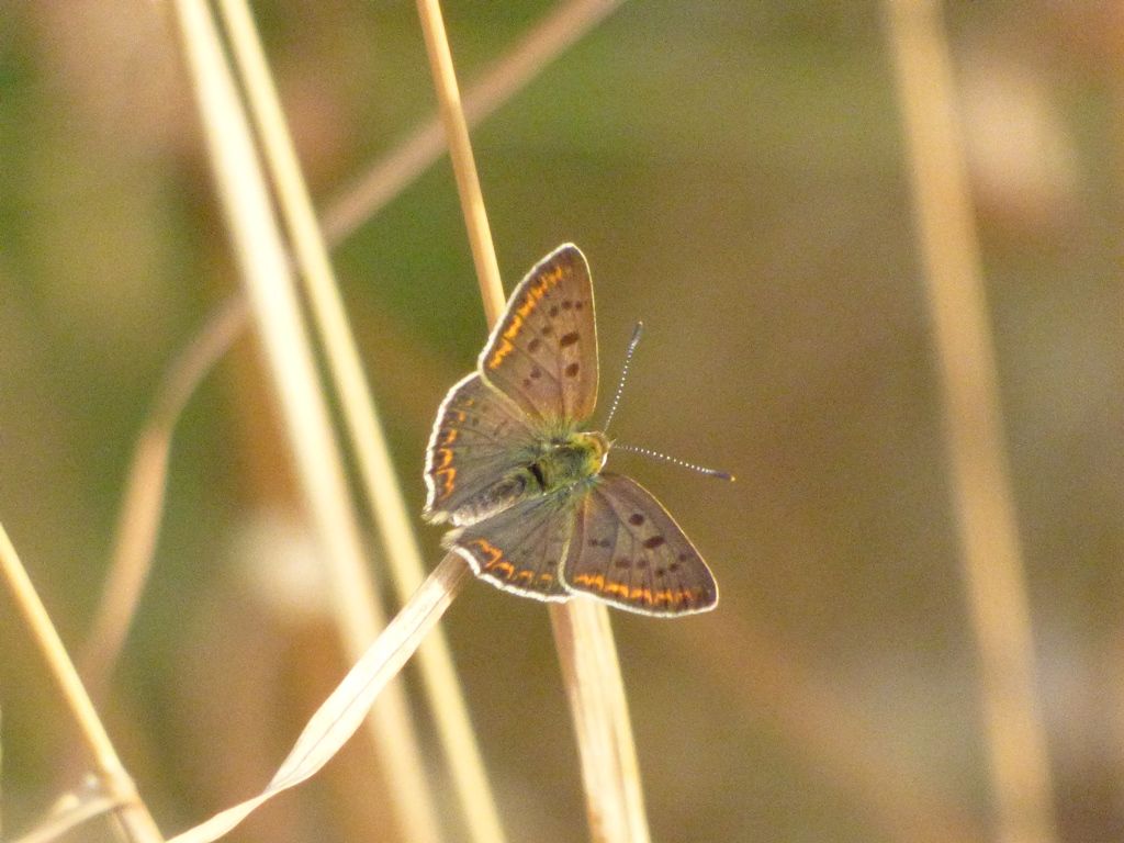 Falena da indentificare - Farfalla:  Lycaena tityrus, Lycaenidae